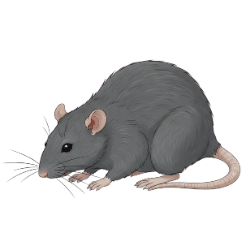 Rat Logo